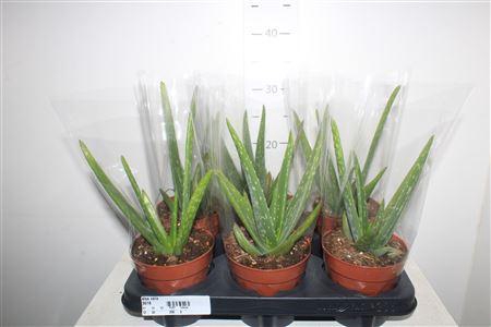 <h4>Aloe Vera</h4>