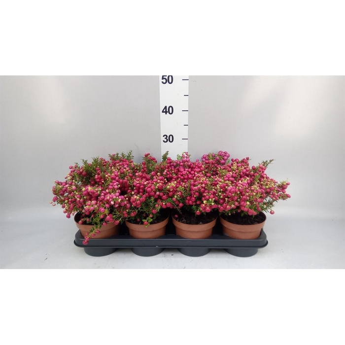 <h4>Gaultheria ...red berry</h4>