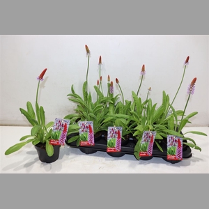 Prim Vialii
