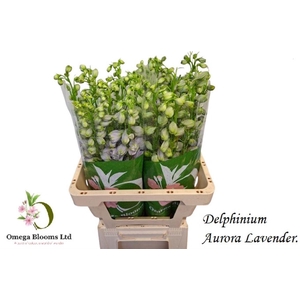 DELPH EL AURORA LAVENDER