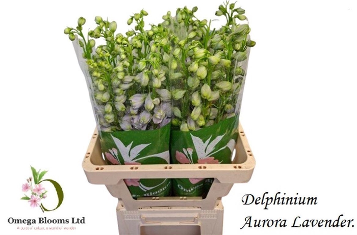 <h4>DELPH EL AURORA LAVENDER</h4>
