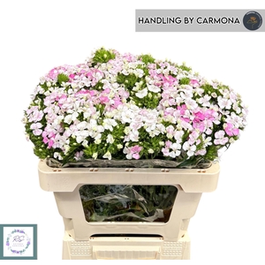 DI BARB AMAZON ROSE MAGIC