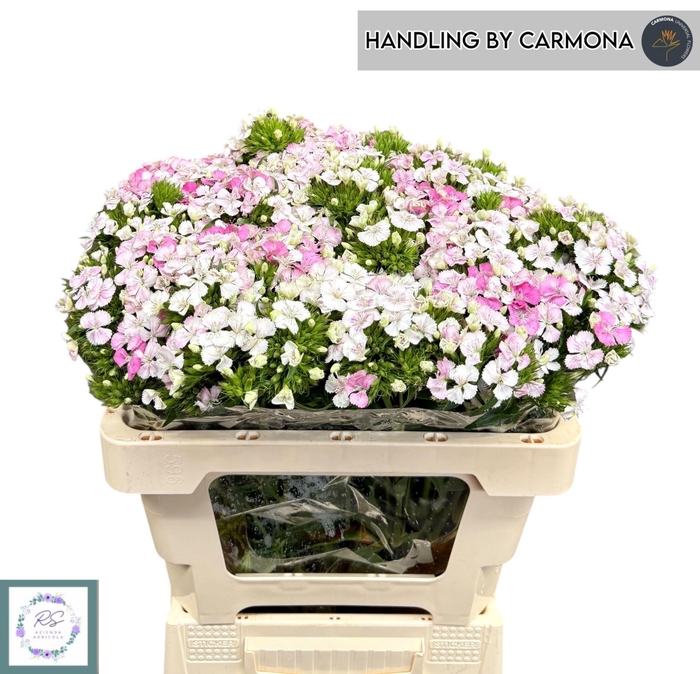 <h4>DI BARB AMAZON ROSE MAGIC</h4>