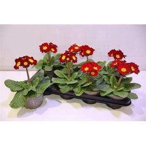 arr8 Prim Elatior Red