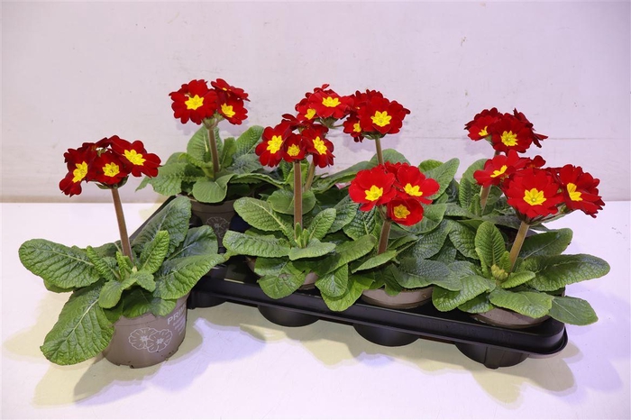 <h4>arr8 Prim Elatior Red</h4>