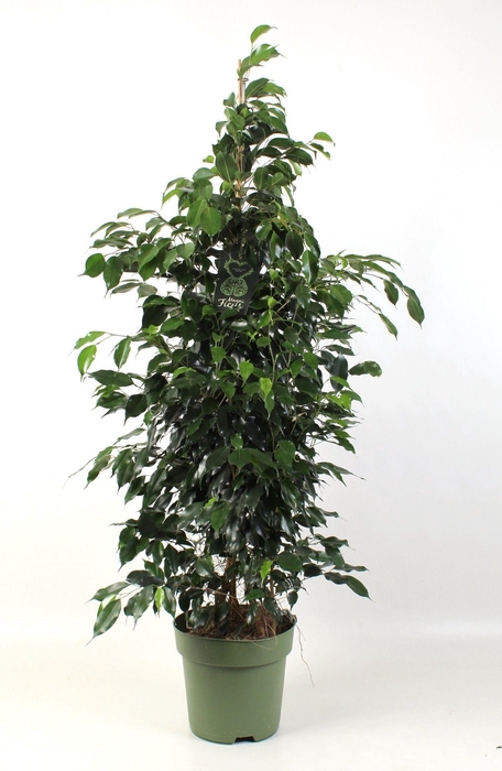 <h4>FICUS benjamina Midnight Lady</h4>