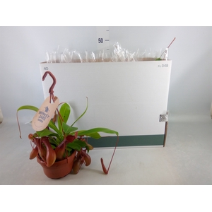 Nepenthes alata