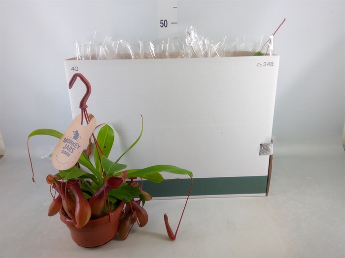 <h4>Nepenthes alata</h4>