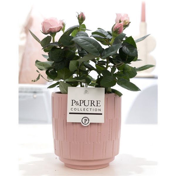 <h4>Rosa light pink in P&PURE Tess2 ceramics pink</h4>