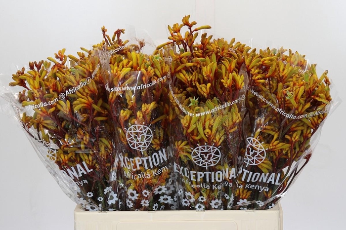 Anigozanthos Gold Fever