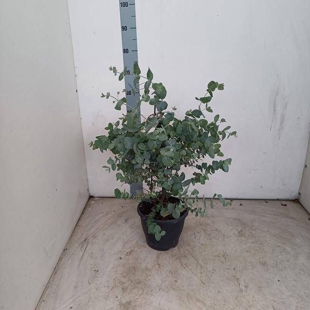 <h4>EUCAL CINEREA</h4>