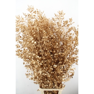 Euca Gu Azura Antique Gold