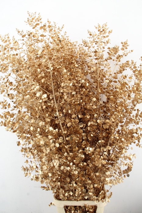 <h4>Euca Gu Azura Antique Gold</h4>