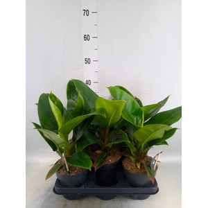 Philodendron  'Imperial Green'