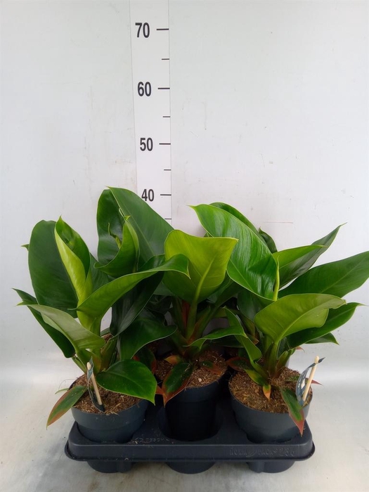 <h4>Philodendron  'Imperial Green'</h4>