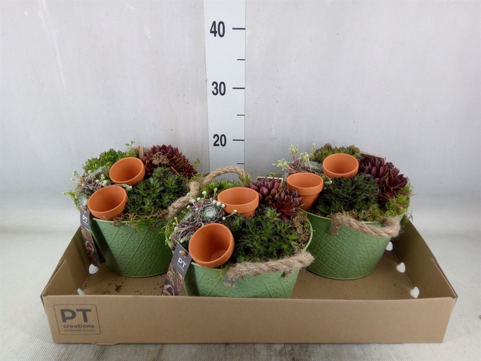 <h4>Arr.  Sempervivum L%</h4>