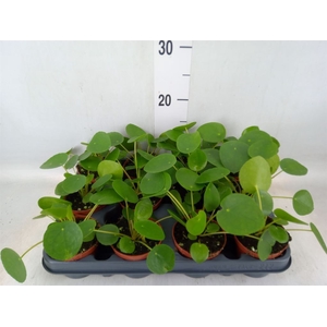 Pilea peperomoides