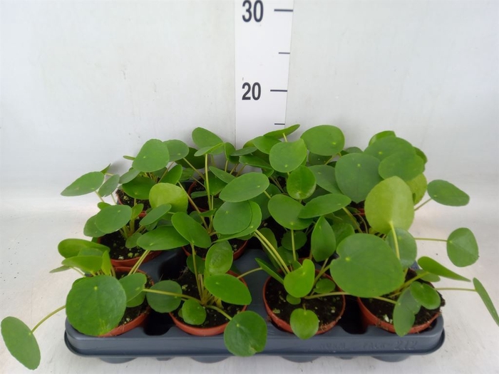 <h4>Pilea peperomoides</h4>