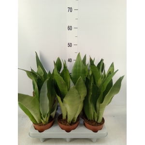 Sansevieria trifa. 'Moonshine'