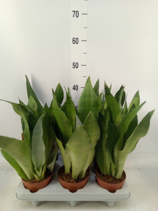 <h4>Sansevieria trifa. 'Moonshine'</h4>