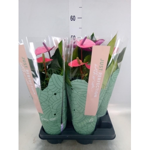 Anthurium andr. 'Cavalli'