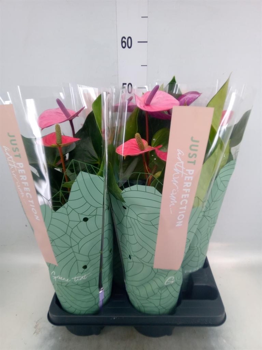 <h4>Anthurium andr. 'Cavalli'</h4>
