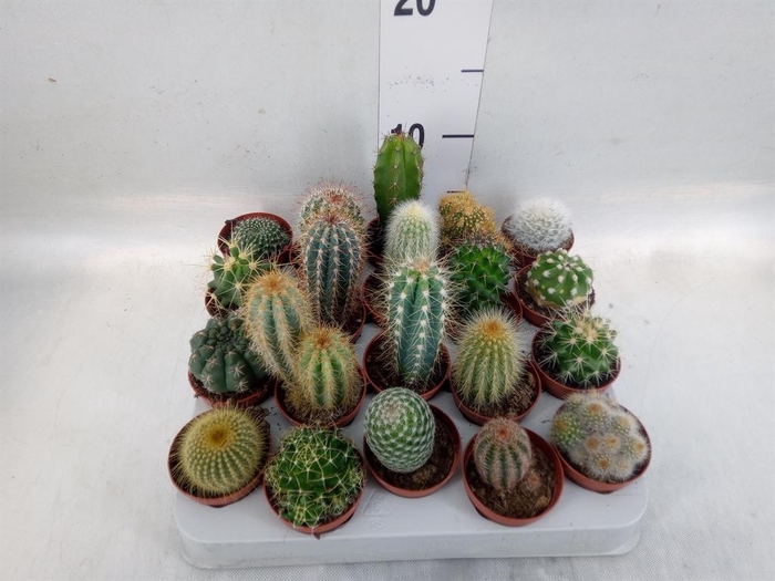 <h4>Cactus   ...mix</h4>