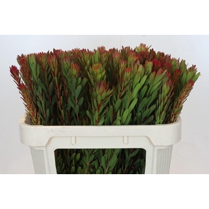 Leucadendron Safari Sunset