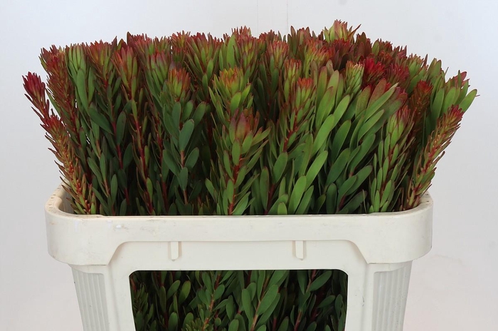 <h4>Leucadendron Safari Sunset</h4>