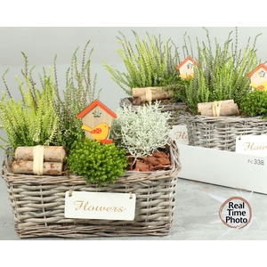 ARR TUINPLANTEN