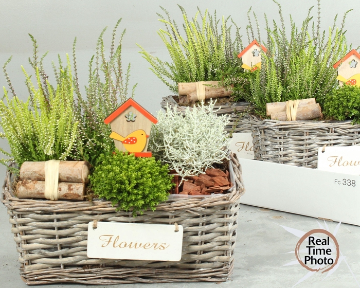 <h4>ARR TUINPLANTEN</h4>