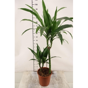 Dracaena 19 Cm. P. Janet Craig 90 Cm. Hoog