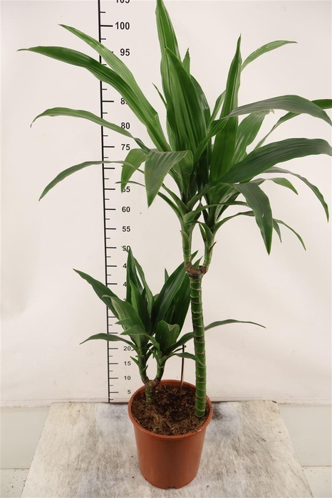 <h4>Dracaena 19 Cm. P. Janet Craig 90 Cm. Hoog</h4>