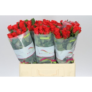 Rosa Gr Bright Torch