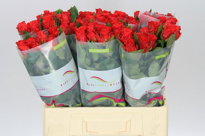 <h4>Rosa Gr Bright Torch</h4>