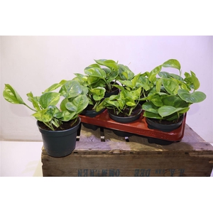 arr8 Epipr Global Green