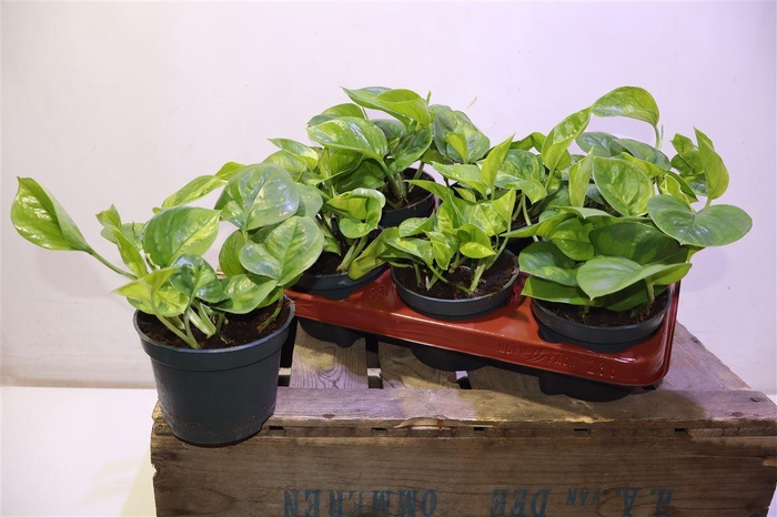 <h4>arr8 Epipr Global Green</h4>