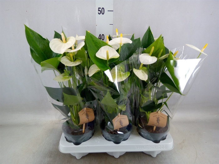 <h4>Anthurium andr. 'Cocos'</h4>