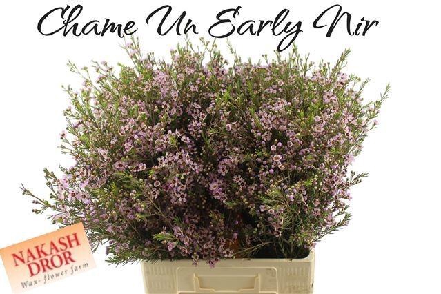 <h4>CHAME UN EARLY NIR</h4>