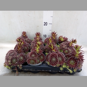 Sempervivum   ...mix