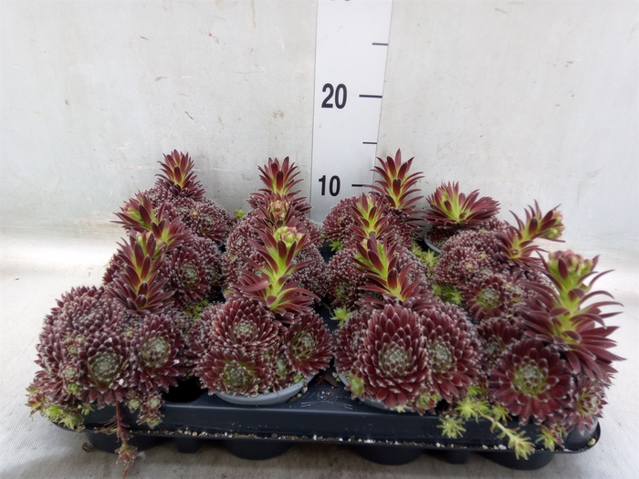 <h4>Sempervivum   ...mix</h4>