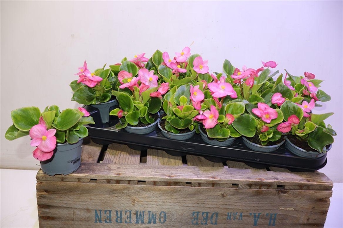 <h4>Bego Se Vol Pink</h4>