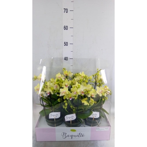 Phalaenopsis multi.   ...yellow