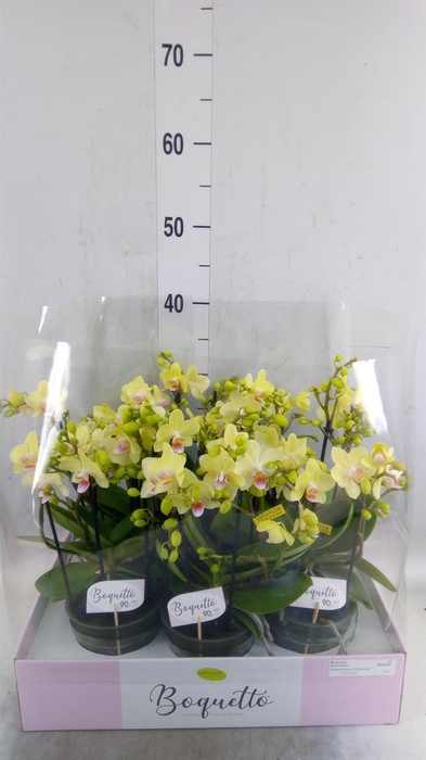 <h4>Phalaenopsis multi.   ...yellow</h4>