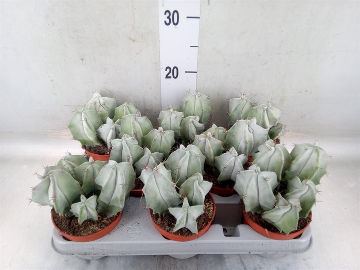 <h4>Cereus   ...</h4>