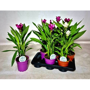 CURCU SIAM GEM 3 KL
