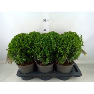 Buxus semp.   ...