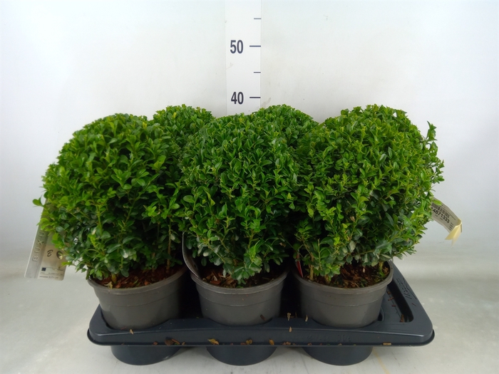 <h4>Buxus semp.   ...</h4>