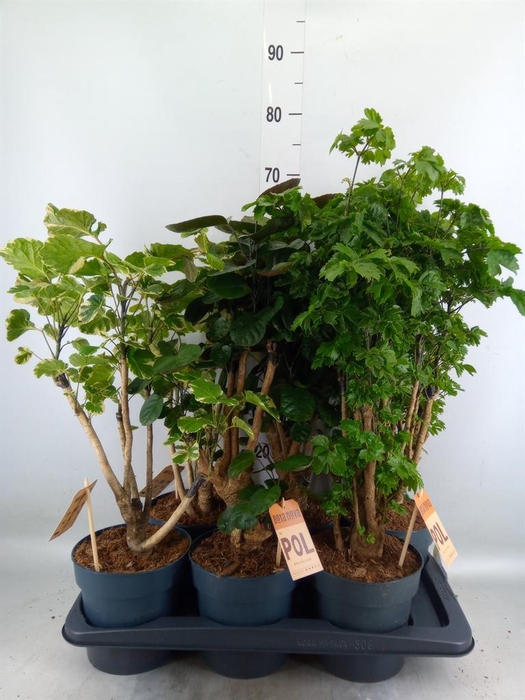 <h4>Polyscias   ...</h4>