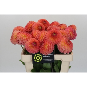Dahlia Santa Lucia